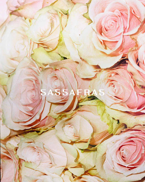 Sassafras